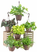 8" Assorted Hanging Basket - Assorted Perspective: Main