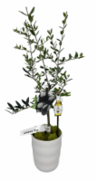 Elizabeth & Alexandra Olive Tree in White Ceramic Pot