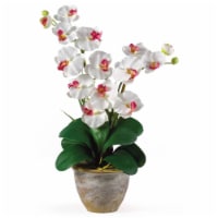Double Stem Phalaenopsis Orchid
