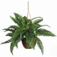 18-in Boston Fern Hanging Basket
