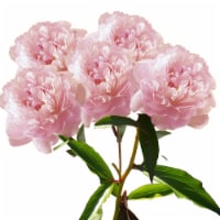 Fresh Cut Peony - Assorted Colors Perspective: Main
