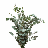 Sun Valley Fresh Cut Eucalyptus