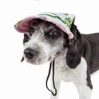 Pet Life Botanic Bark Floral Uv Protectant Adjustable Fashion Dog Hat Cap