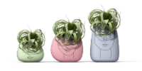 Potted Xerographica Air Plant Perspective: Main