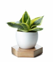 Ceramic Vase with Wood Base Potted Plant Perspective: Main