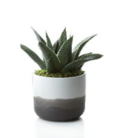 Fade Potted Plant Perspective: Main