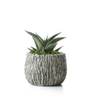 LiveTrends Woodland Succulent - Assorted Perspective: Main