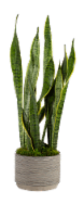 Assorted Ashima Potted Plant Perspective: Main