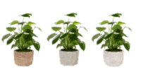 Monteverde Foliage House Plant Perspective: Main