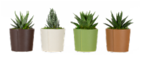 LiveTrends Studio Succulent - Assorted Perspective: Main