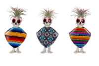 Fiesta Skeletons Tillandsia in Poly-Resin Planter - Assorted Perspective: Main