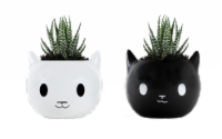 Havoc Cats Succulent in Decorative Planter - Assorted Perspective: Main