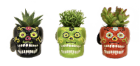 Sugar Skulls Plant in Decorative Planter - Assorted Perspective: Main