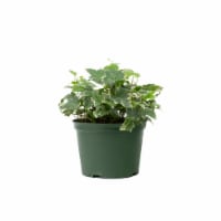 Foliage Potted Plant - Assorted