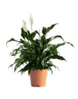 Spathiphyllum Foliage