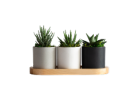 Three Towers Succelents - 3 pk - Black/White/Gray Perspective: Main