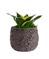 LiveTrends Volcanic Air House Plant Perspective: Main