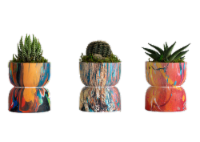 LiveTrends Yo-Yo Plant - Assorted