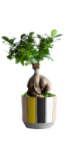 Urban Bonsai Tree Perspective: Main