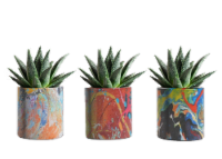 Assorted Psychedelic Haworthia Succulent