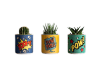 Flash Sounds Potted Succulents - Assorted