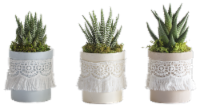 Pastel Fringe Foliage Plant Perspective: Main