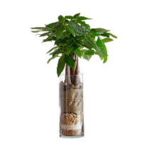 LiveTrends Premium Glass Designs Assorted Mix Perspective: Main