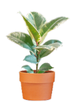 LiveTrends Classic Terracotta Plant