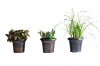 LiveTrends Foliage Variety by Stores Potted Plant Perspective: Main
