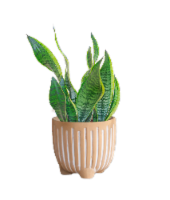 Large Boho Potted Plant - Assorted Perspective: Main