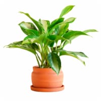 Large Free Form Potted Plant Perspective: Main