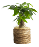 Wicker Potted Pachira Perspective: Main