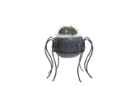 Arachnid Spell Cactus Perspective: Main