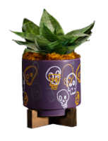 LiveTrends Skull Party Potted Plant Perspective: Main