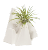Lonantha Air Plant in Ice Mountain Planter Perspective: Main