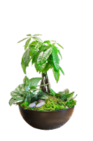 Mountain Moss & Mixed Foliage Trio