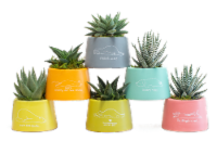 Cute Moody Assorted Succulent Potted Plant