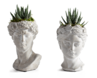 LiveTrends When in Rome Succulents - Assorted Perspective: Main