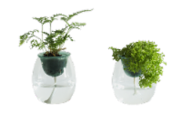 Water Wick Potted Plant Perspective: Main