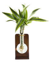 Organic Dracaena in Flask Pot