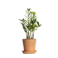 LiveTrends Petite Terrafirma Plant Perspective: Main