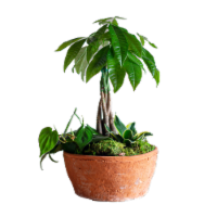 LiveTrends Terrafirma Money Tree Garden Perspective: Main
