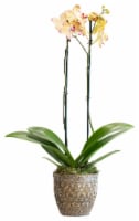 LiveTrends Fleur De Lis Orchid (Approximate delivery is 2-5 days)