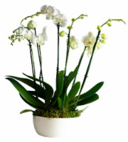LiveTrends Deluxe Orchid Garden (Approximate delivery is 2-5 days) Perspective: Main