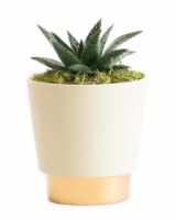 LiveTrends Ceramic Elegance Pot Succulent - Cream (Approximate delivery is 2-5 days)
