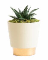 LiveTrends Ceramic Elegance Pot Succulent - Cream (Approximate delivery is 2-5 days)