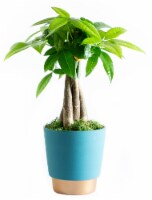 LiveTrends Ceramic Elegance Braided Pachira Pot - Blue (Approximate delivery is 2-5 days) Perspective: Main