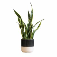 LiveTrends Snake Plant in Ceramic - Black/Cream (Approximate delivery is 2-5 days)