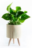 LiveTrends Bamboo Basket Small - Pothos (Approximate delivery is 2-5 days)
