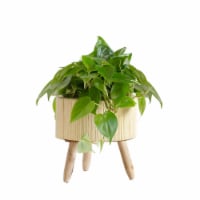 LiveTrends Bamboo Basket Large - Philodendron (Approximate delivery is 2-5 days)